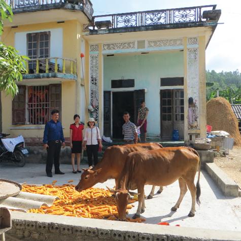 dac diem bo vang viet nam 1 jpg