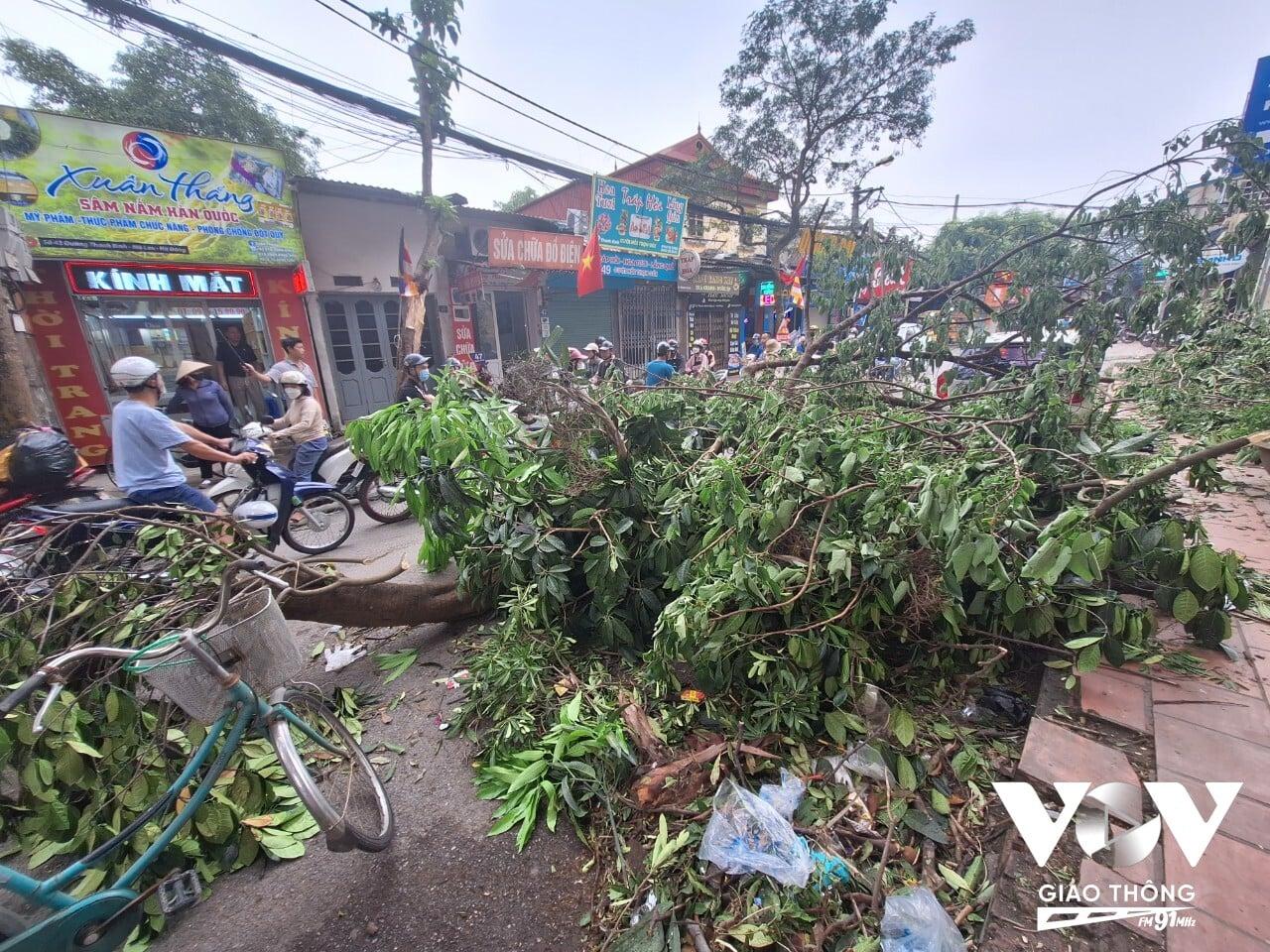Cây xanh ngã đổ trước số 43 Thanh Bình chất đống chiếm một nửa lòng đường gây cản trở giao thông