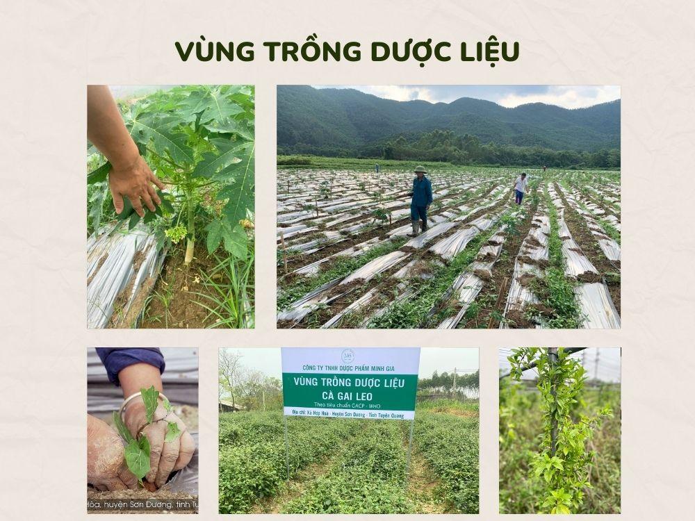 Vùng trồng dược liệu Công ty TNHH Dược Phẩm Minh Gia