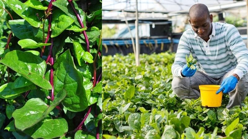 Mồng tơi tím: Lợi ích và những lưu ý khi dùng! 1