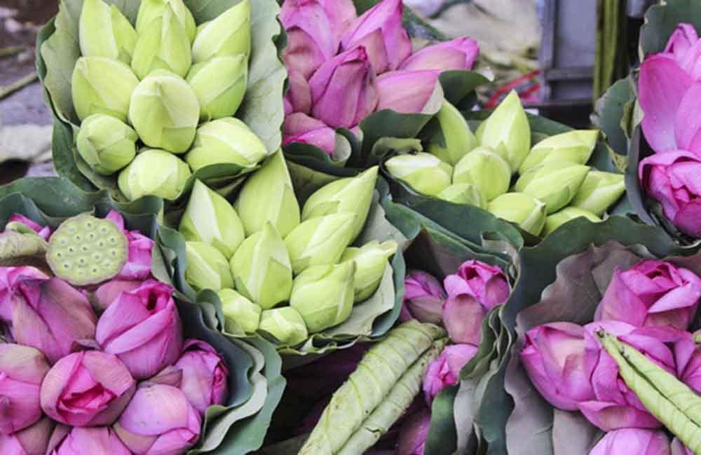 Ảnh bó hoa sen đẹp nhất