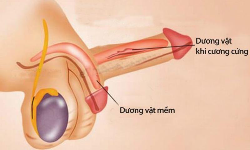 Nguyên nhân "cậu nhỏ" không vào được "cô bé" là do dương vật không đủ cứng