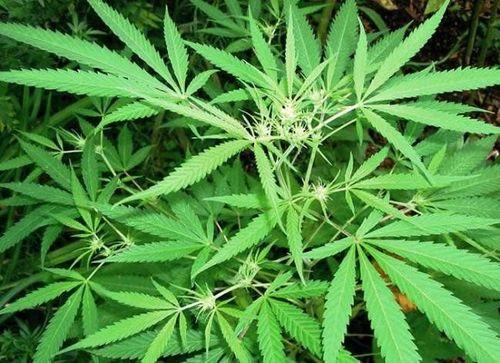 Thành phần chính, hoạt chất trong cần sa là THC được tìm thấy trong lá và các bộ phận ra hoa của cây cần sa