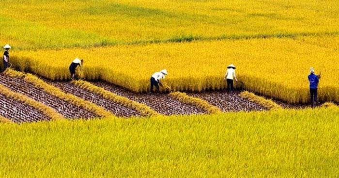 Bài văn tả cánh đồng đạt điểm cao