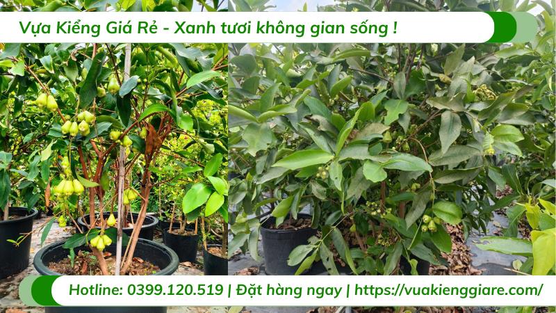 duong soc jpg