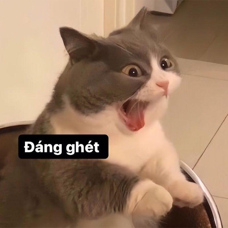hinh anh troll bua 1 jpg