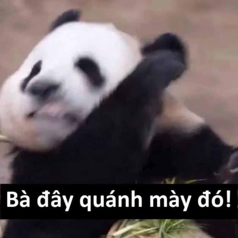 Meme gấu trúc Trung Quốc hài hước