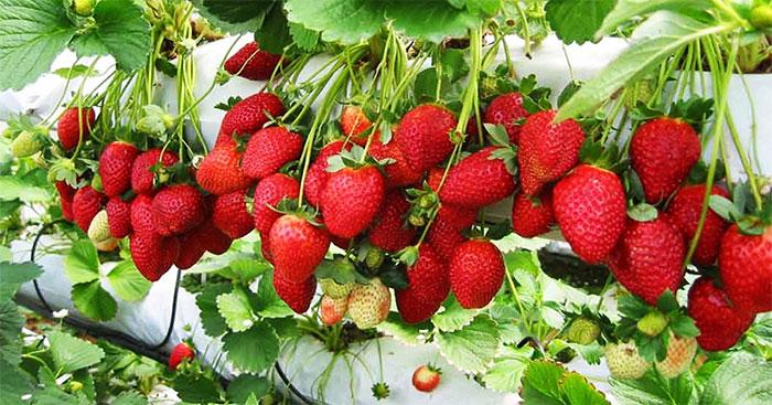 Viết 4 - 5 câu kể về một buổi đi chơi cùng người thân hoặc thầy cô, bạn bè