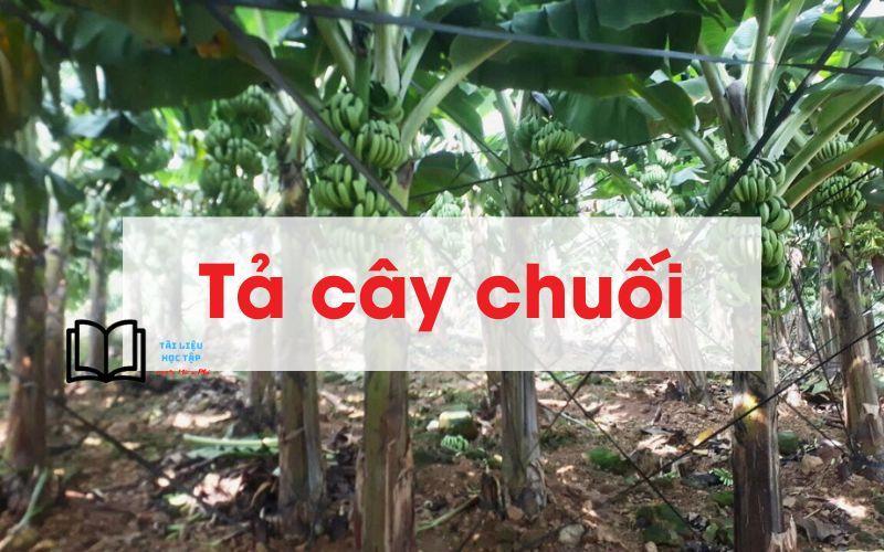 bài văn tả cây chuối