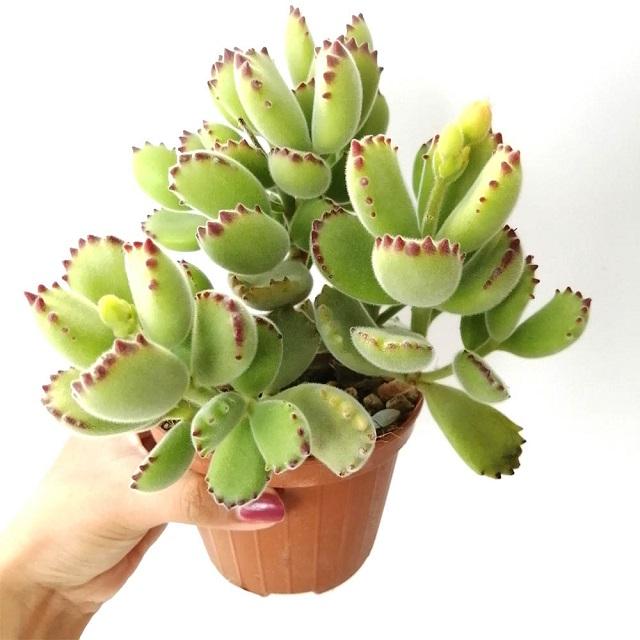 Những bí ẩn đằng sau chậu sen đá tay gấu
