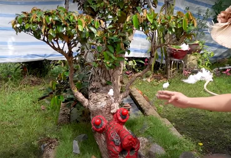 Ngắm cây vú sữa dáng rồng "cổ quái" độc nhất Việt Nam, vợ chồng chủ nhân định giá 3 tỷ - 2