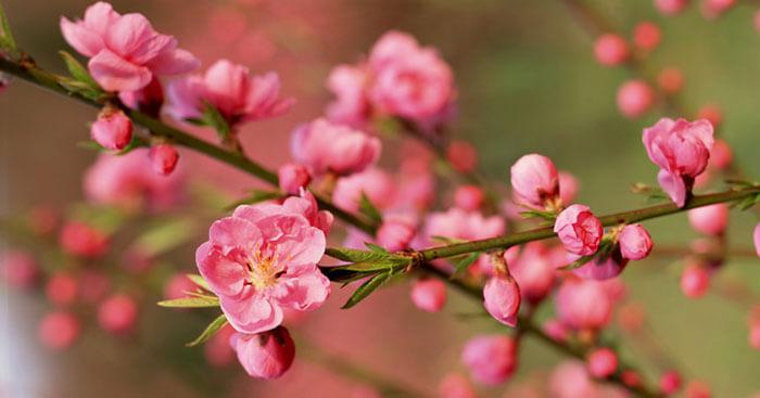 Soạn bài Tháng giêng, mơ về trăng non rét ngọt