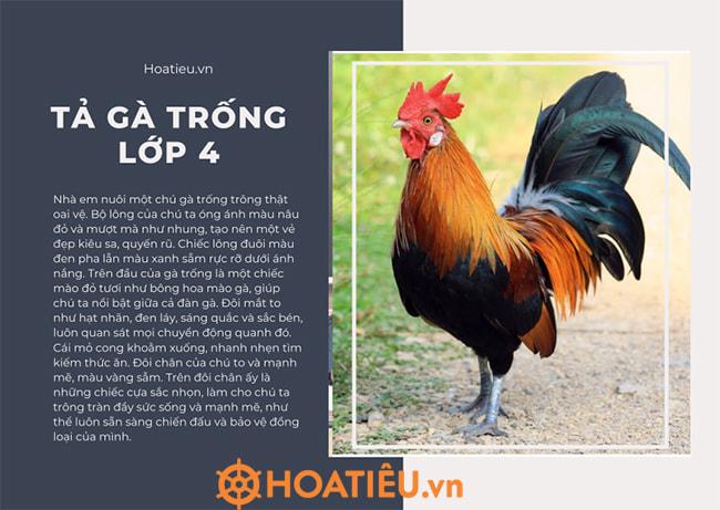 Top 10 tả con gà trống lớp 4 ngắn nhất