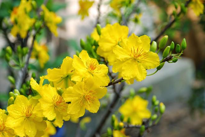 Bài văn tả cây mai ngắn gọn