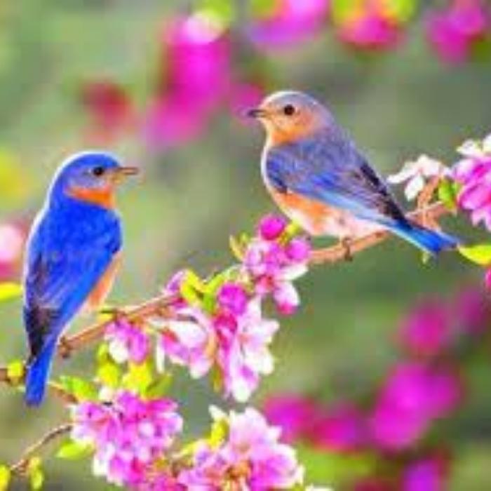 Phân tích bài thơ Mùa xuân nho nhỏ của Thanh Hải phần 2