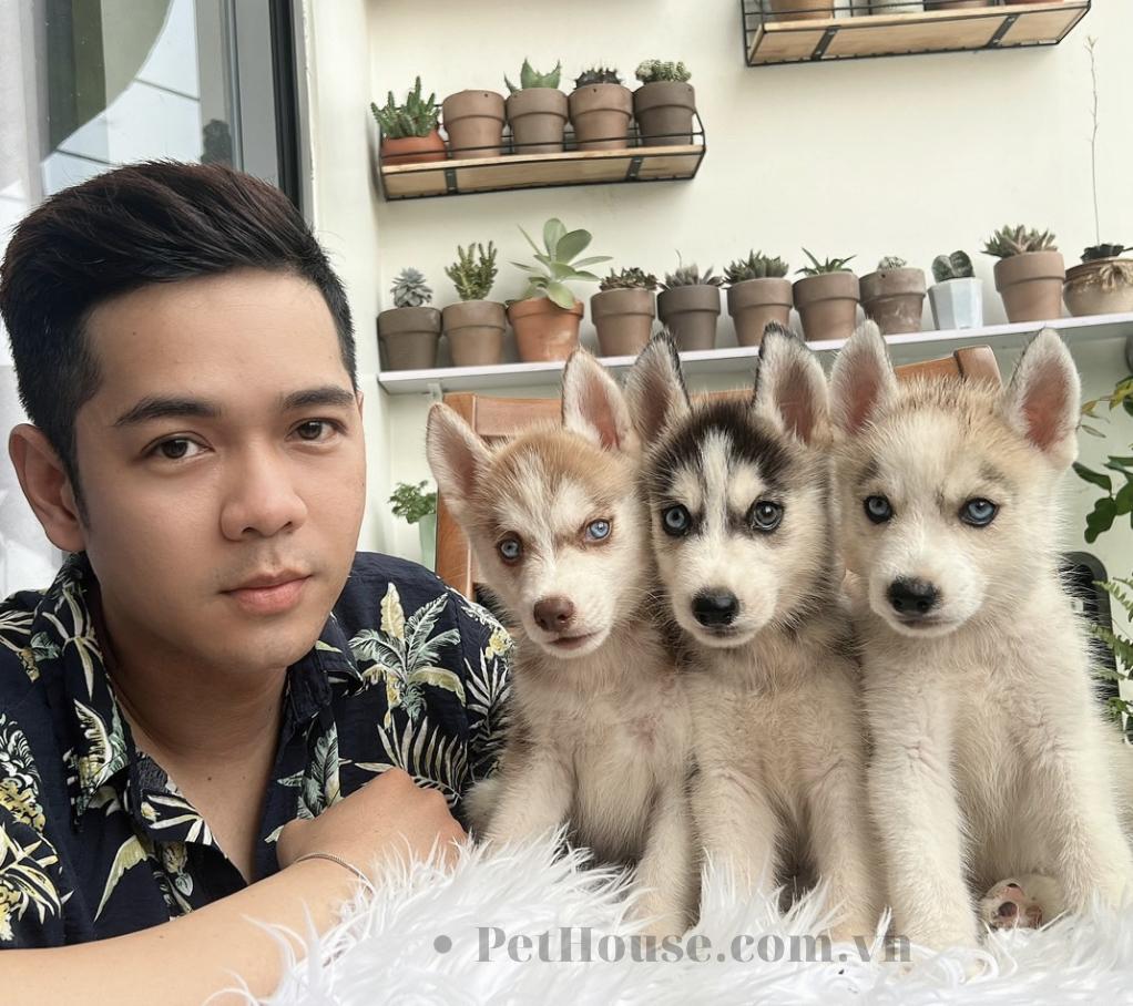 cho husky nho gia bao nhieu jpg
