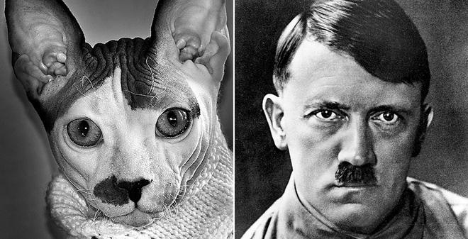 Vì sao Hitler, Napoleon, Alexander đại đế đều sợ… mèo? - 3