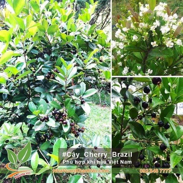 Cây Cherry Brazil 0001