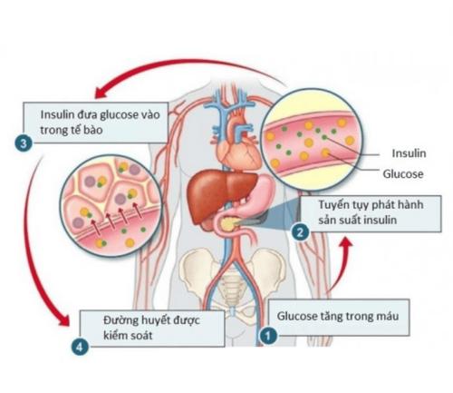 Cơ chế hấp thụ insulin