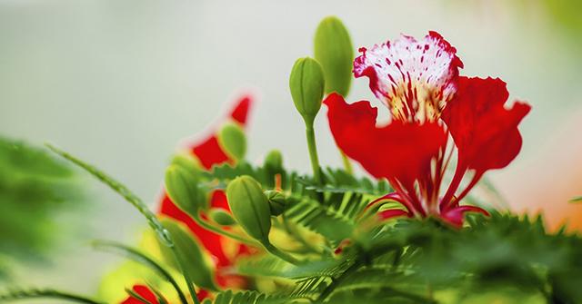 Bài phát biểu cảm tưởng của học sinh lớp 9
