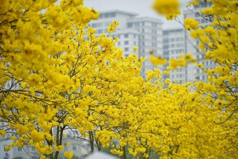 Vẻ Đẹp Say Đắm Lòng Người Của Hoa Phong Linh