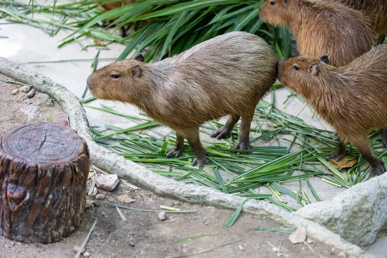 Capybara Avatar Meme - Thư giãn, hài hước và lan tỏa vibe chill