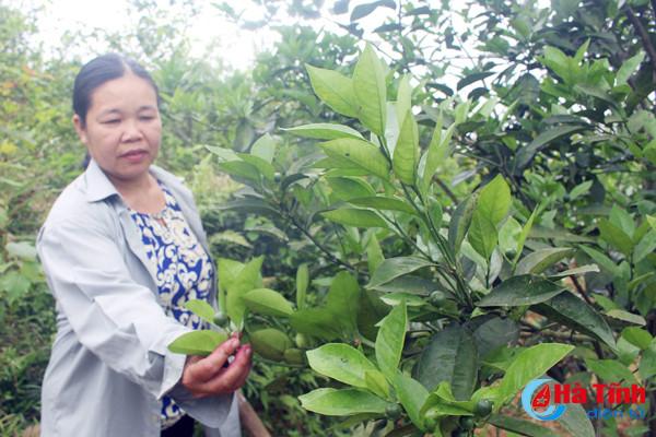 bien vuon tap thanh trang trai tong hop thu 250 trieu dong nam