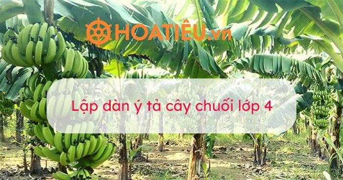 Dàn ý miêu tả cây chuối đang có buồng