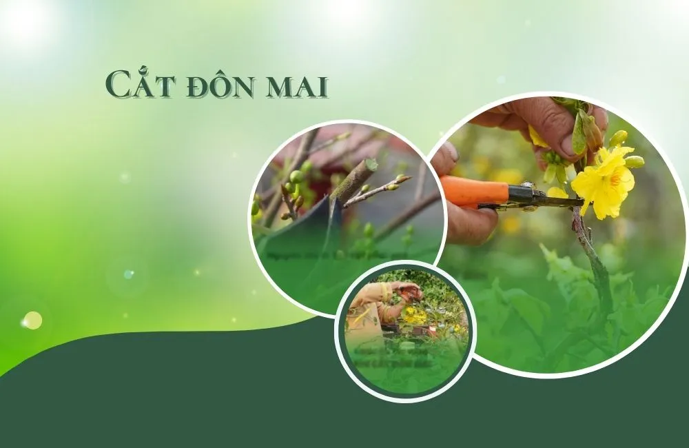 Cắt đôn mai sau tết