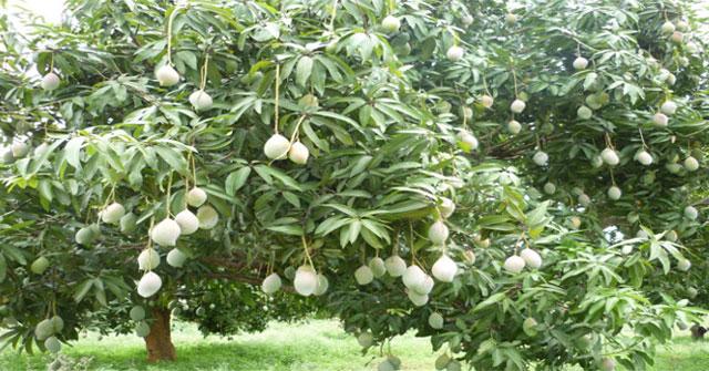 Tả về cây Xoài
