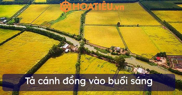 Bài văn tả cánh đồng vào sáng sớm ngắn nhất