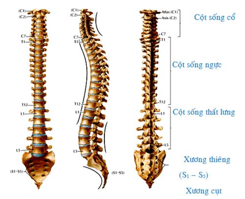 Vị trí cột sống thắt lưng trên cơ thể con người