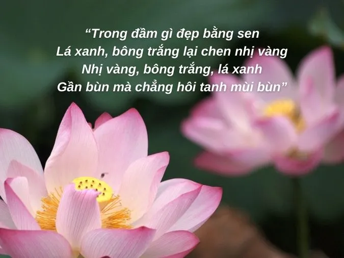 trong-dam-gi-dep-bang-sen-voh-1