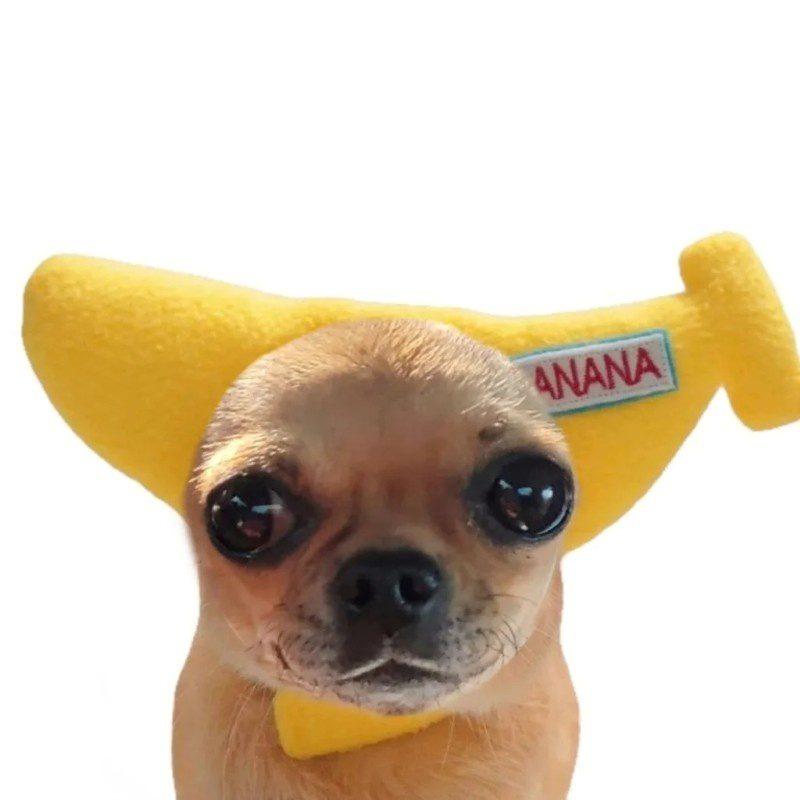 chihuahua meme 09