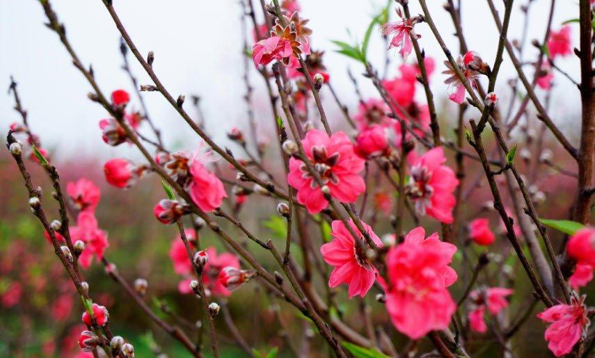 Viết đoạn văn tả cây hoa đào
