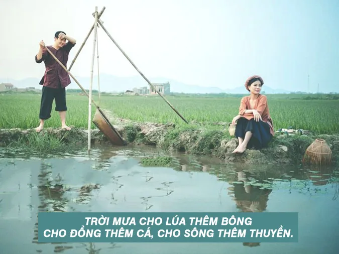 ca-dao-tuc-ngu-ve-cay-lua-voh-0